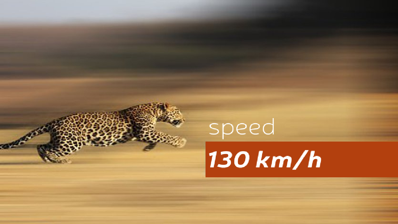cheetah-speed.png