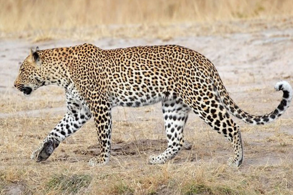 leopard_in_jodhpur.jpg
