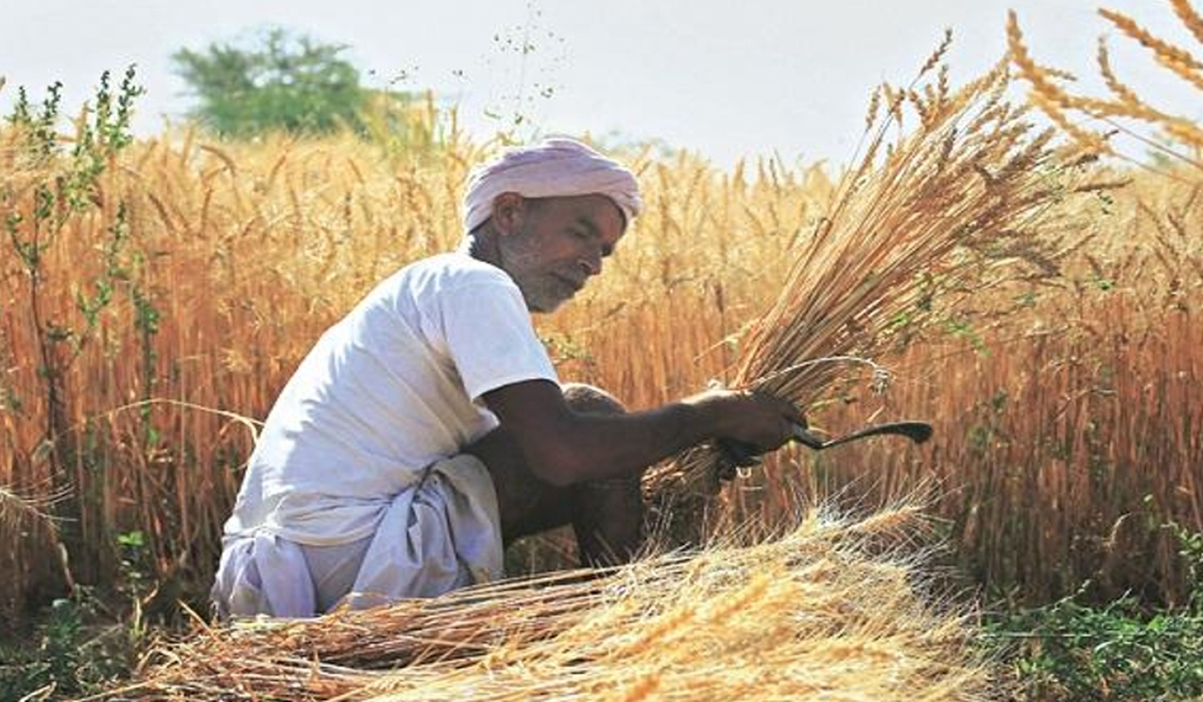 मौसम बिगडऩे की चेतावनी, कटी फसल को सुरक्षित रखने की सलाह