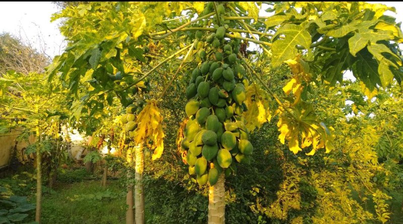 परम्परागत खेती से हटकर बागवानी की तरफ बढ़ रहे किसान