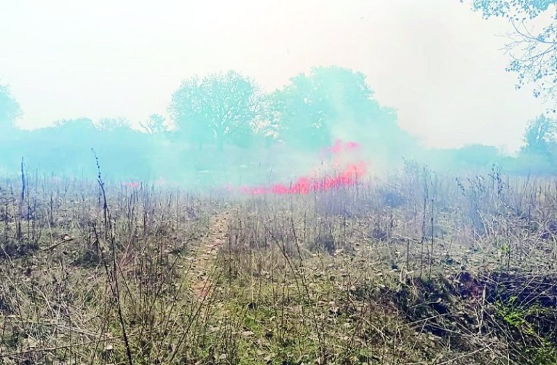 There is forest fire in many parts of Farsabahar area.
