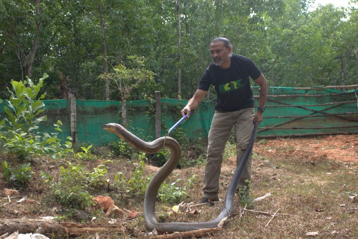 डॉ. शंकर ने पकड़ा सबसे लंबा व वजनी किंग कोबरा