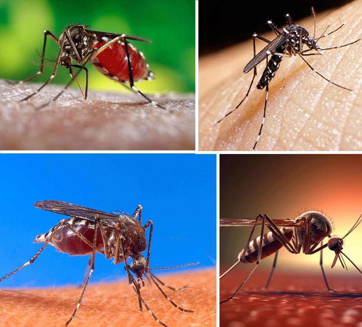 गर्मियों में मच्छरों को दूर भगाने के 5 प्राकृतिक घरेलु प्रभावी तरीके