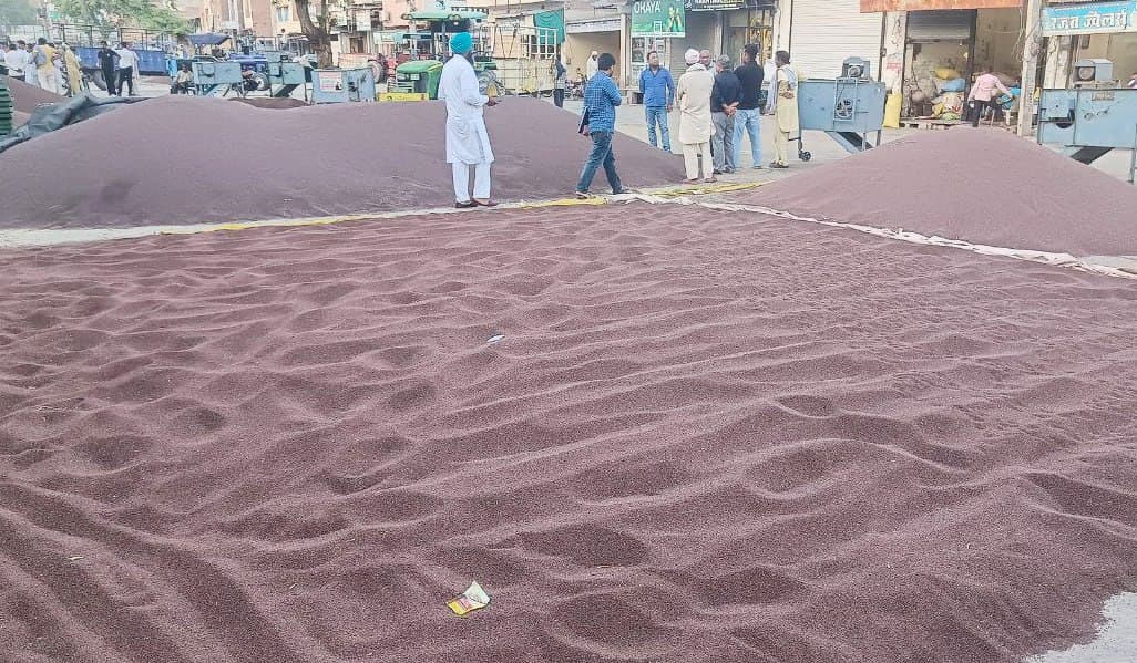एचएण्डटी की आधारभूत दर स्वीकृत न होने से सरसों की सरकारी खरीद अटकी, किसान परेशान