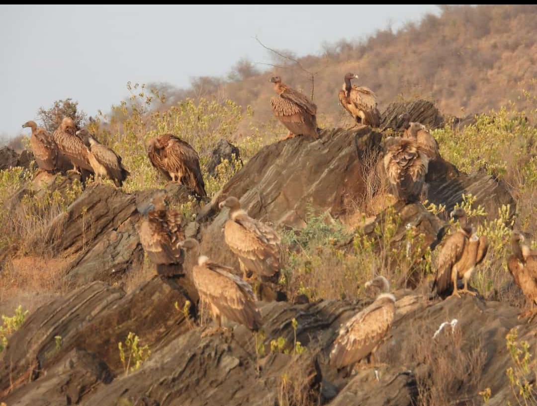 Himalayan Griffon Vulture is liking Sariska, local species are also getting along with them...read this news