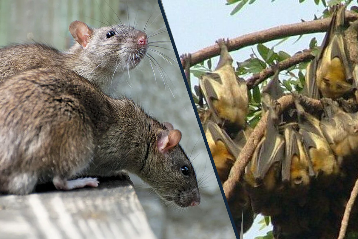 bats-and-rats.jpg