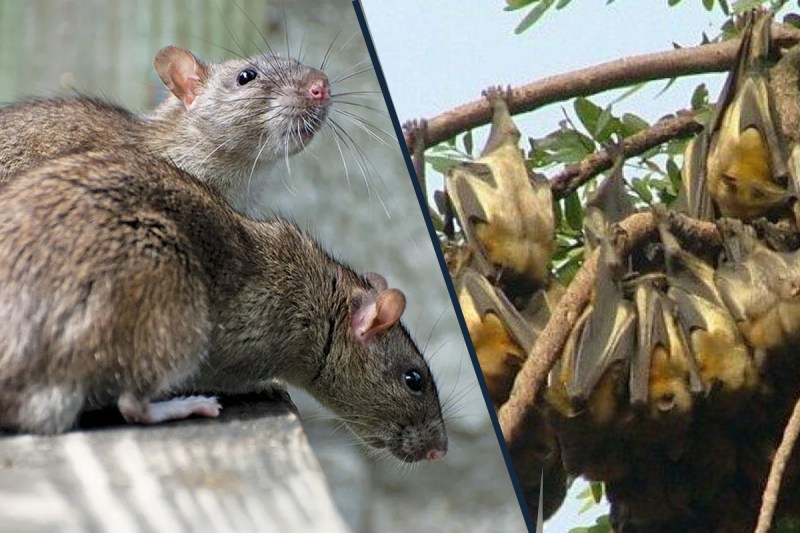bats-and-rats.jpg