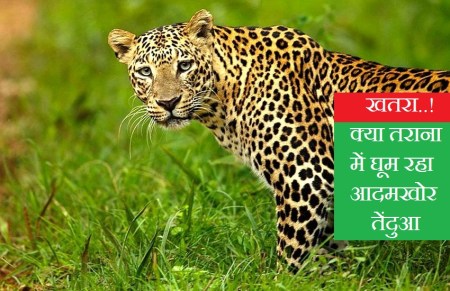 तराना में तेंदुआ... युवक पर हमला कर गाय को बनाया शिकार