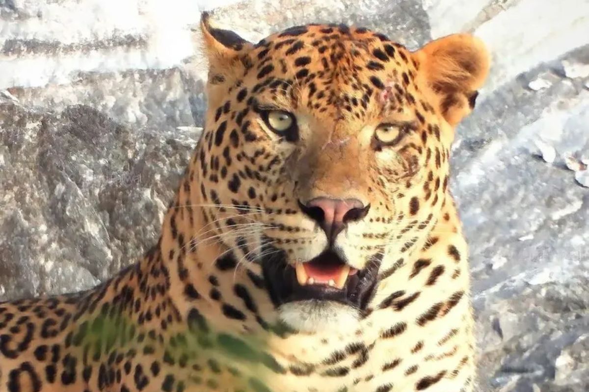 rajasthan_news_panther.jpg