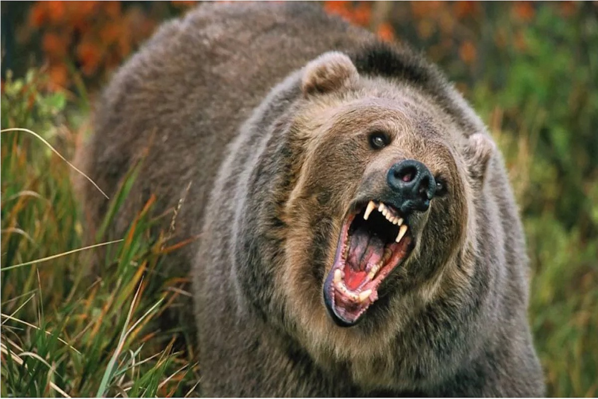 OMG! जंगल गए अधेड़ पर आदमखोर भालू का हमला, नोंच-नोंचकर किया ऐसा हाल…देखकर
ग्रामीणों के उड़े होश
