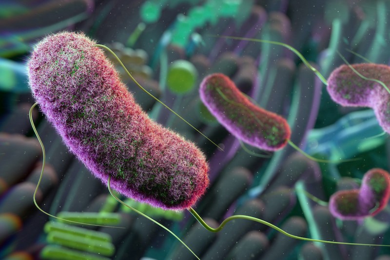 gut-bacteria.jpg