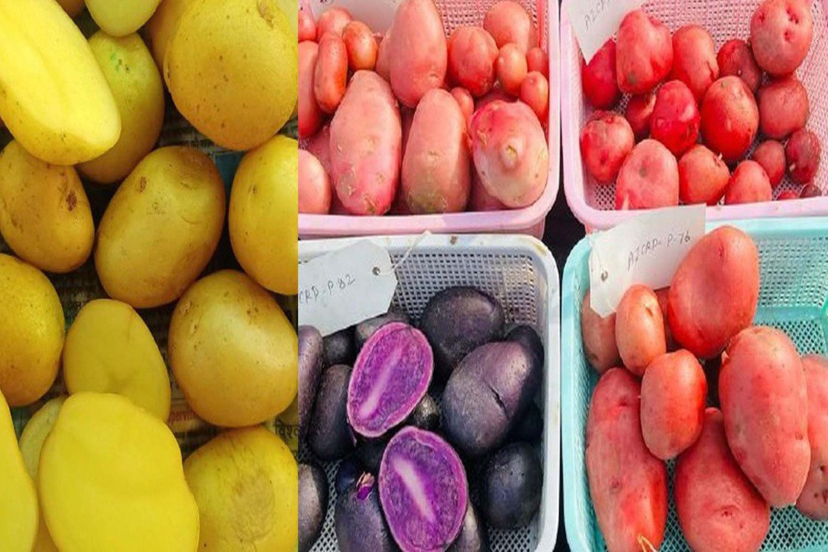 Colourful Potato Farming In Rajasthan