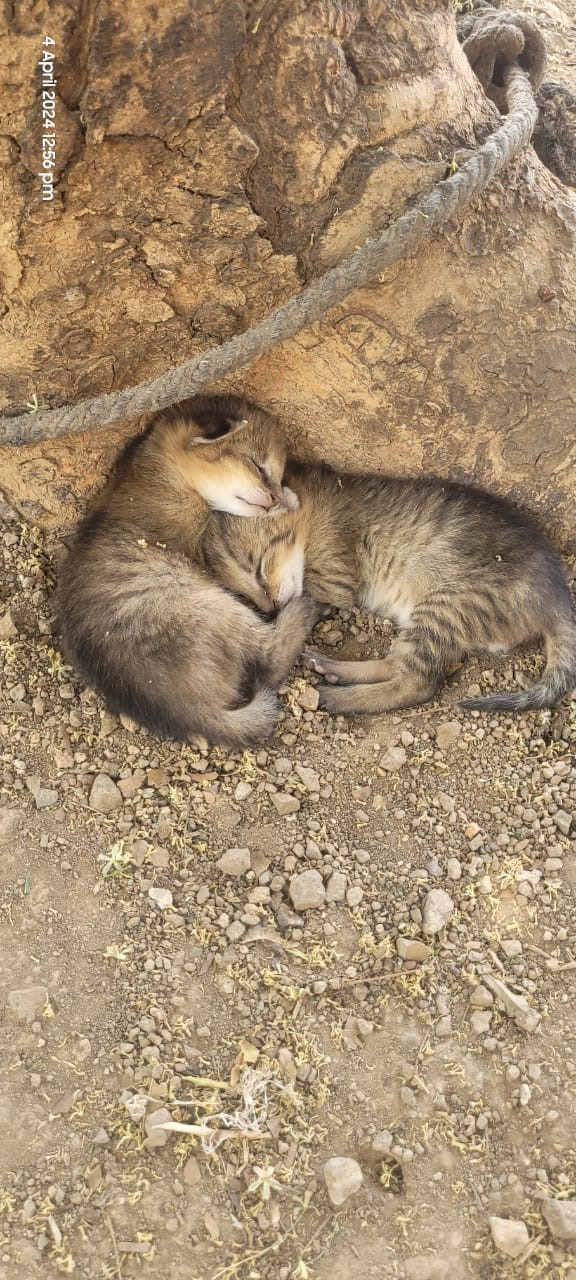 बिल्ली के बच्चों को लोग समझ बैठे तेंदुए के शावक, गांव में मचा हडक़ंप