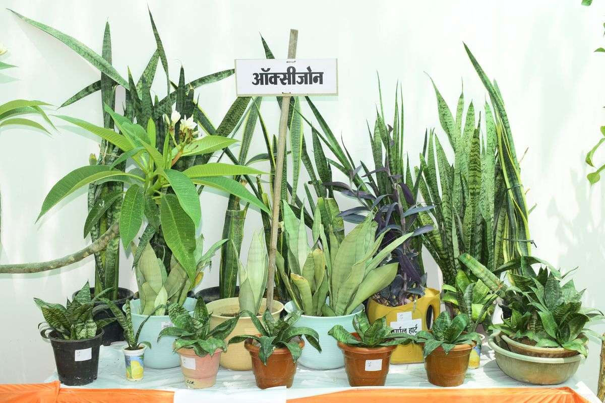 प्लांट प्रदर्शनी में लगे चार सौ किस्म के पौधे