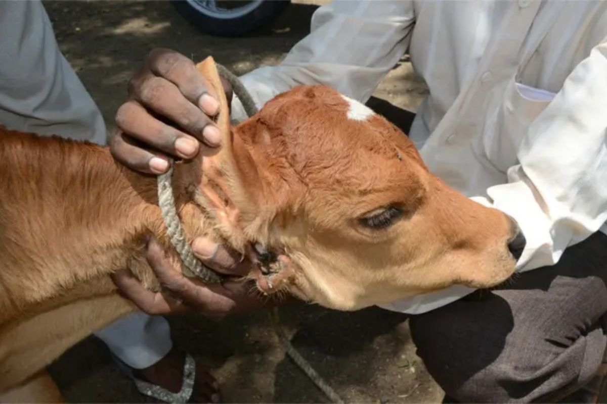 unknown-person-fed-poison-to-4-pets-including-cow-all-died-in-jhunjhunu-rajasthan