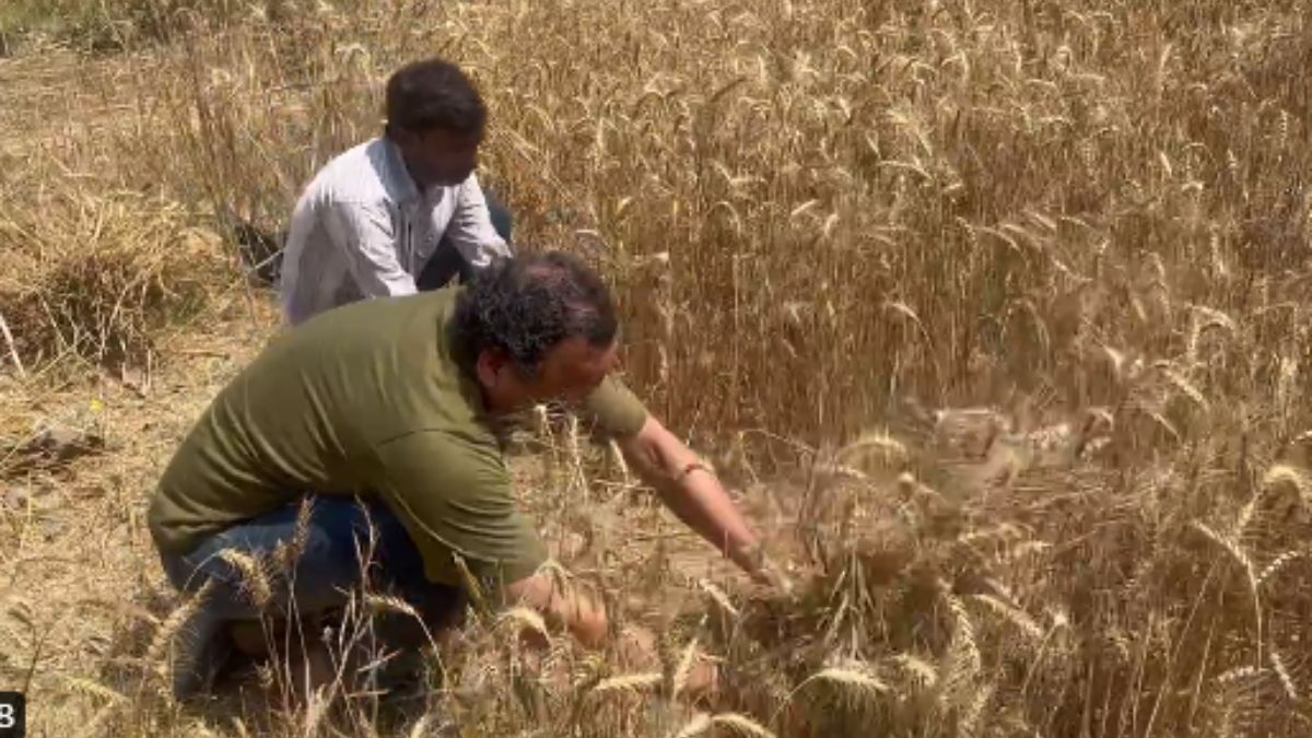 Anurag bhadauriya cut wheat After OP Rajbhar viral video