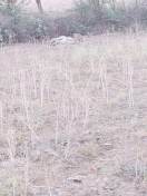 मादा चीता वीरा ने नीलगाय का किया शिकार