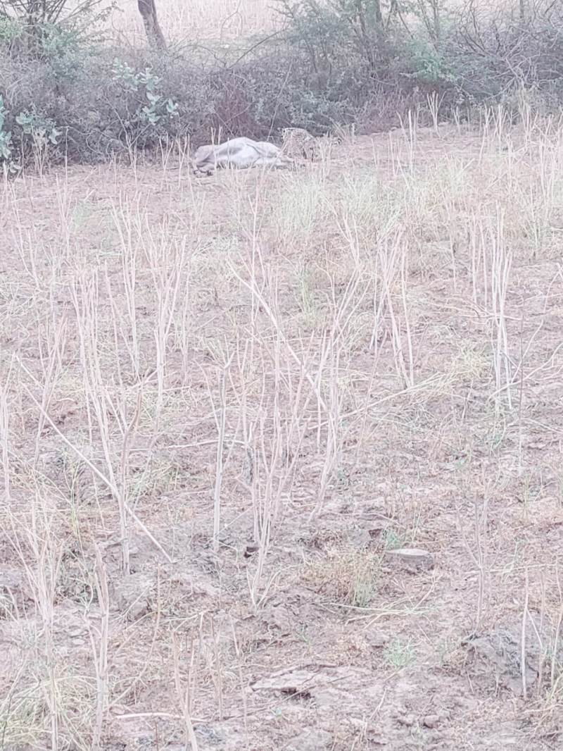 मादा चीता वीरा ने नीलगाय का किया शिकार