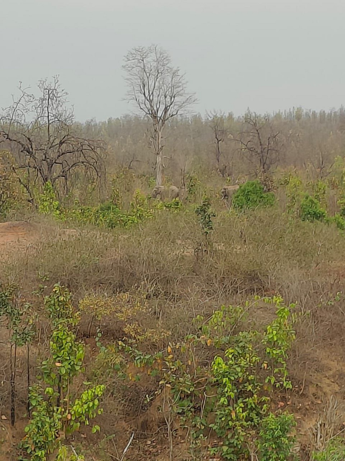 बांधवगढ़ के चार जंगली हाथियों का ब्यौहारी वन परिक्षेत्र में मूवमेंट, तीन मकानों में की तोड़-फोड़