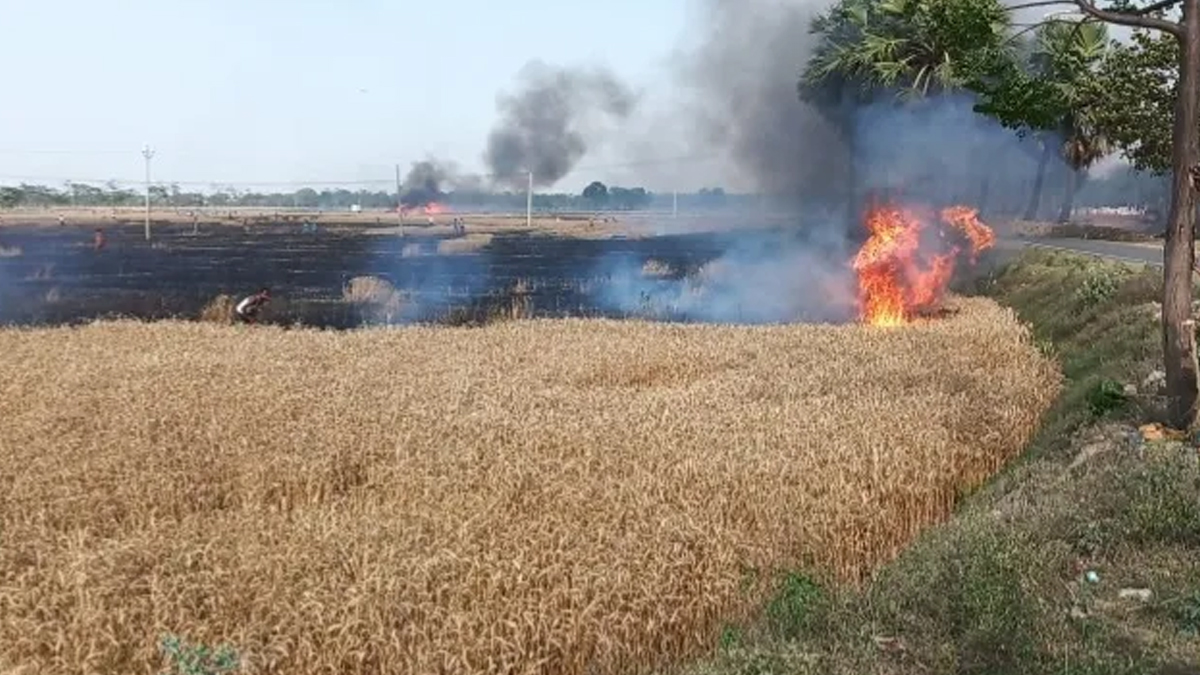 50-bighas-of-wheat-burnt-to-ashes-due-to-electrical-spark-in-rampur.jpg