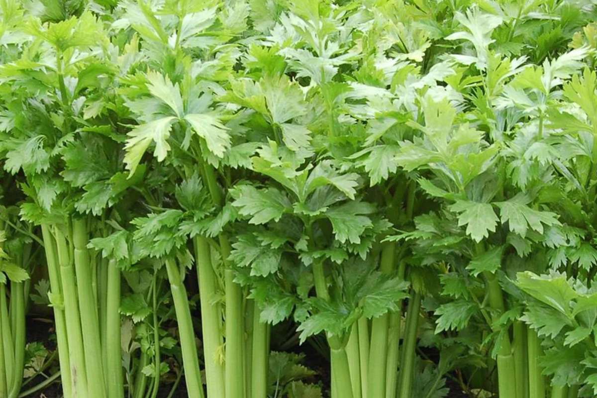celery-for-weight-loss.jpg