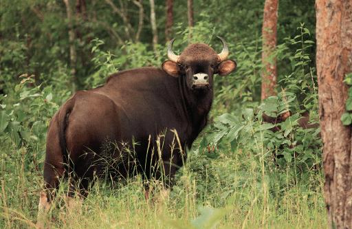 Wild buffalo in jabalpur