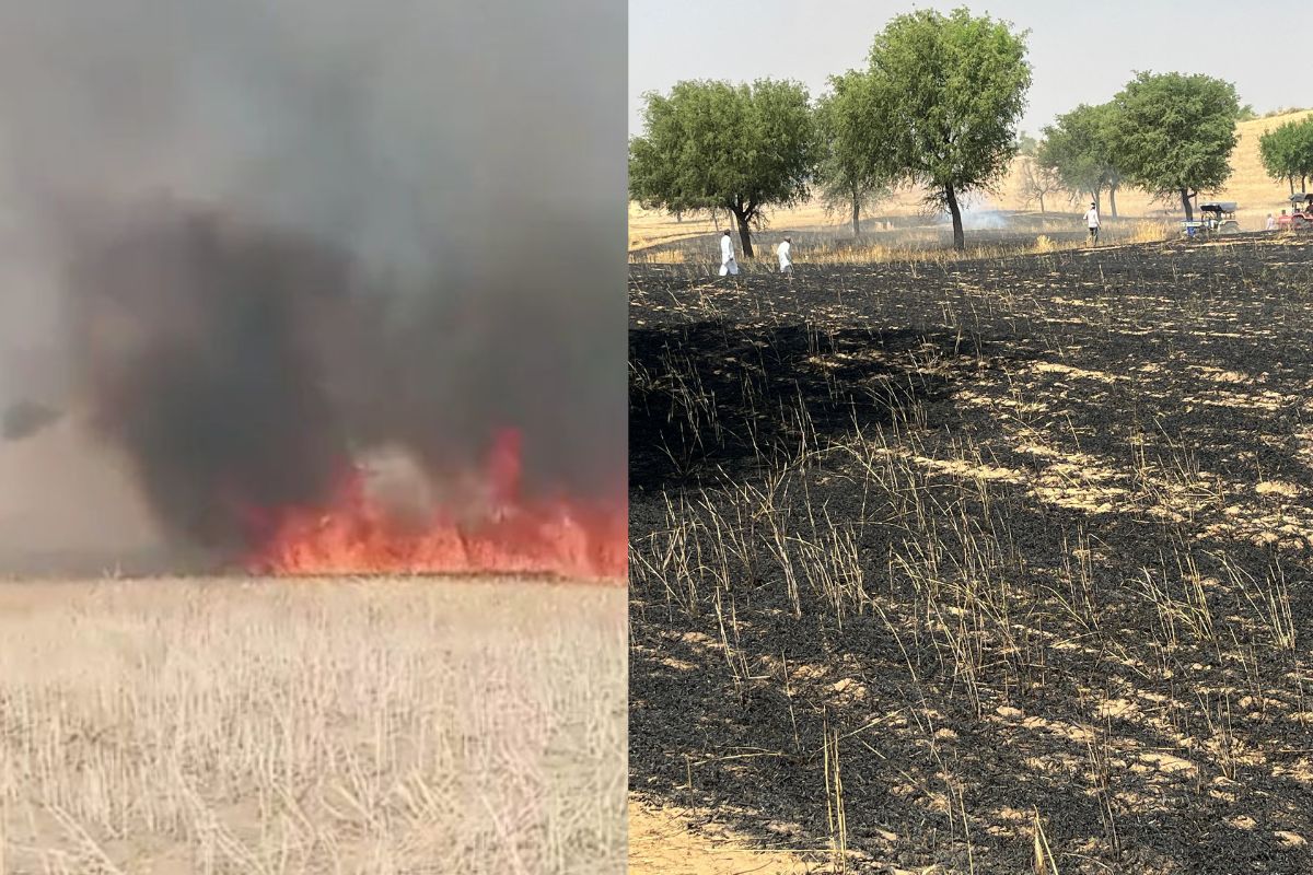 राजस्थान में यहां गेहूं की खड़ी फसल में लगी आग, 8 बीघा में फसल जलकर राख