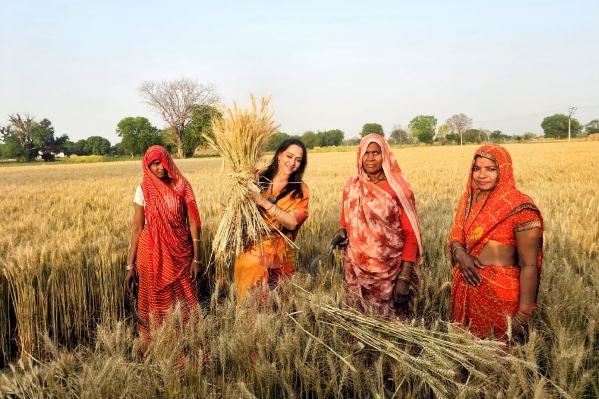 चिलचिलाती धूप में खेत में गेहूं काटने पहुंचीं BJP सांसद हेमा मालिनी, वीडियो हुआ वायरल