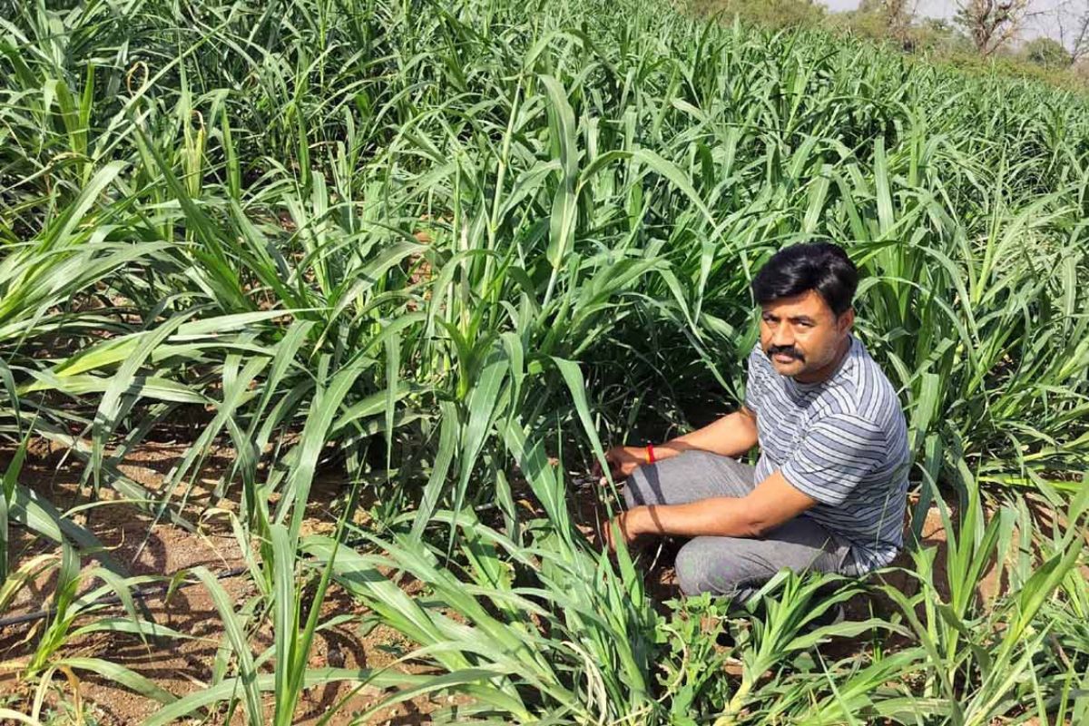 Rajasthan : इस घास से किसान बनेंगे मालामाल, पशुओं के दूध उत्पादन में हो रहा
जबरदस्त इजाफा