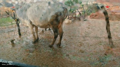 नरवर क्षेत्र के एक दर्जन ग्रामों में गिरे ओले