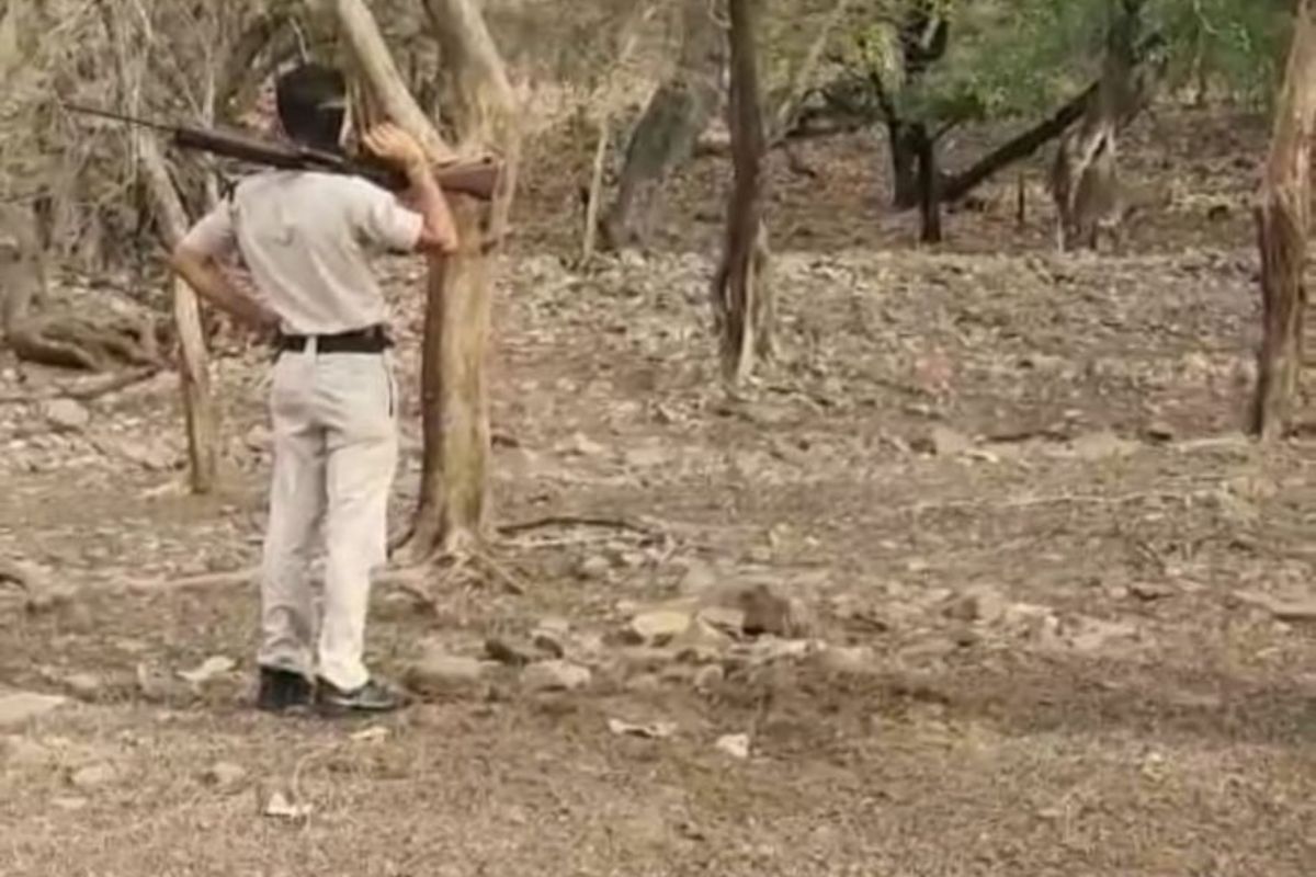 home-guard-reached-near-the-tiger-with-gun-in-ranthambore-national-park