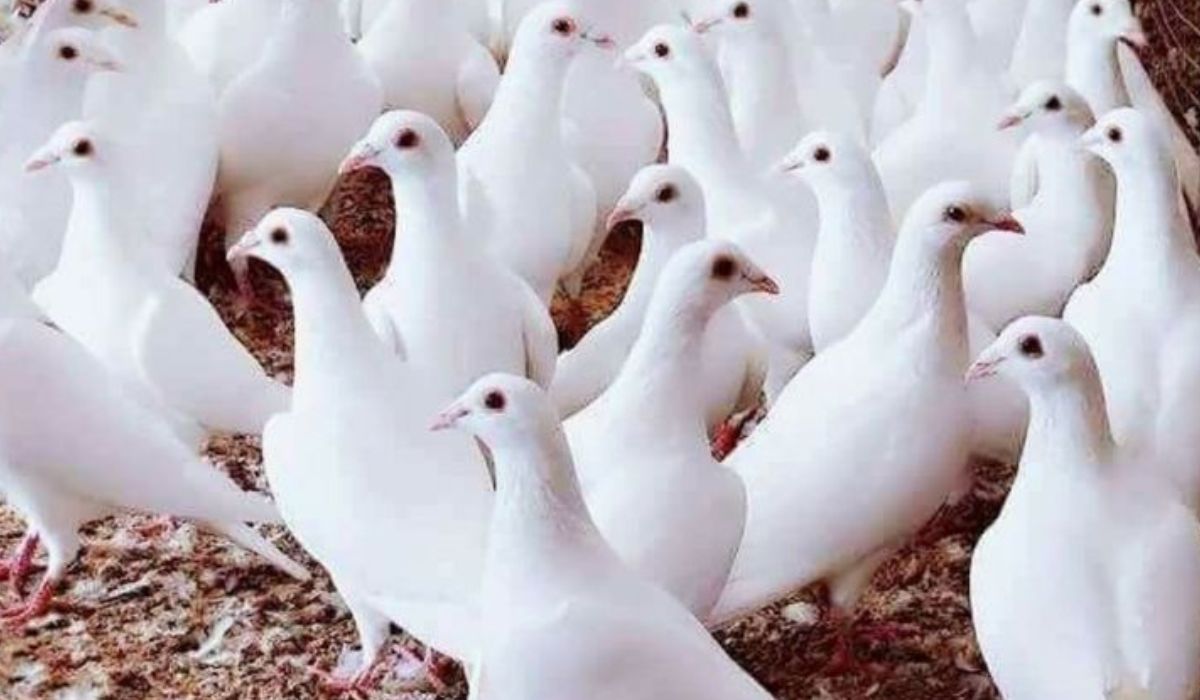 white_pigeon_smuggling_in_mathura.jpg