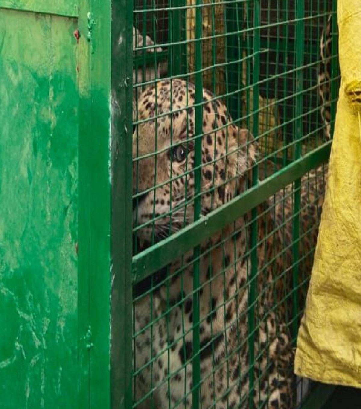 Panther Movement : पैंथर हुआ पिंजरे में कैद, वन विभाग की टीम ले गई साथ, लोगों ने
ली राहत की सांस