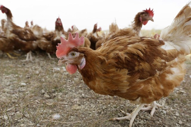 Bird Flu Found in Raw Milk at High Level