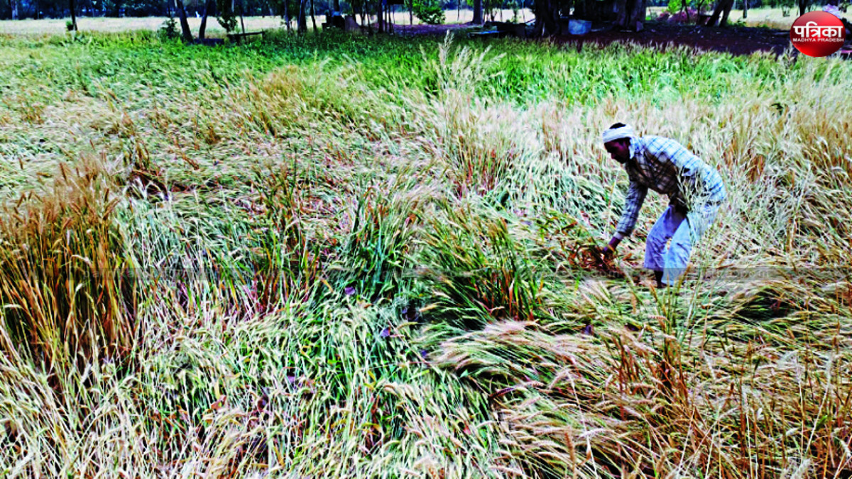 किसानों पर कहर बनकर टूटी बेमौसम बारिश, गेहूं की फसल को नुकसान, महंगी हो सकती है
रोटी