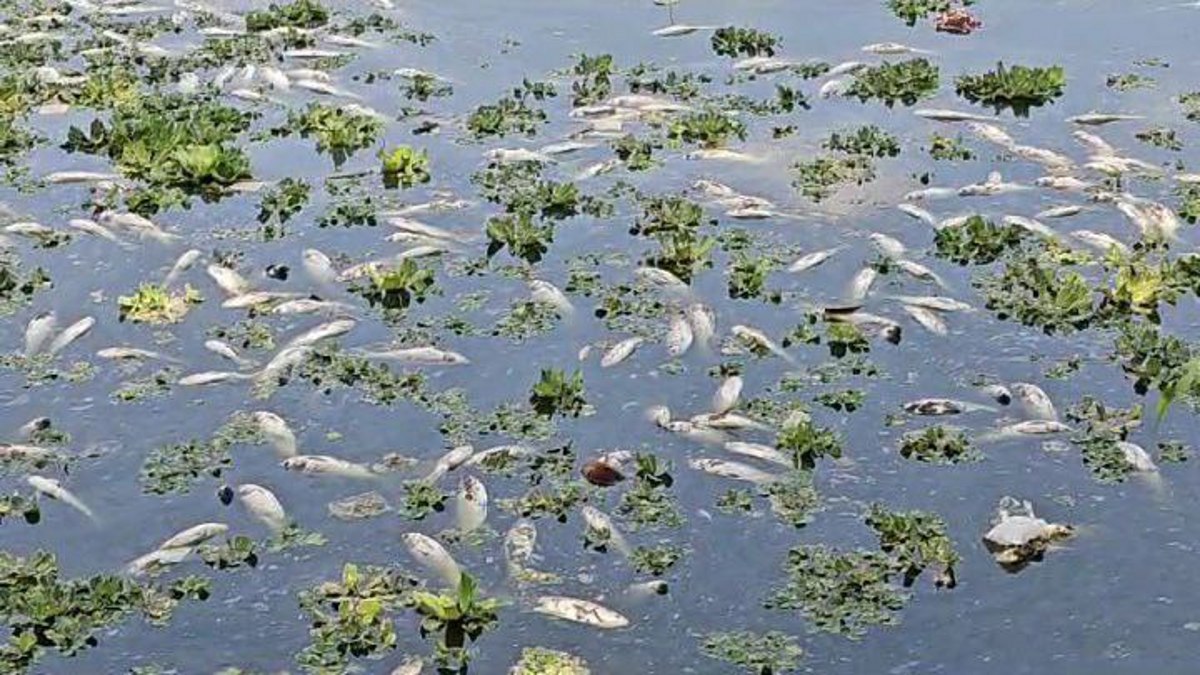 Died fishes in Pond