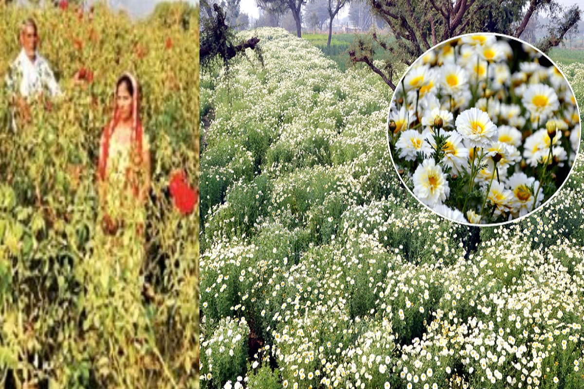 Rajasthan Flower Farming Luck Changed