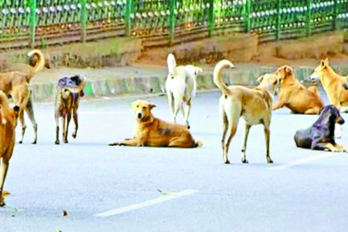 राजस्थान के इस जिले में कुत्तों को देखकर लोग बदल लेते है रास्ता, जानें क्या है
माजरा?