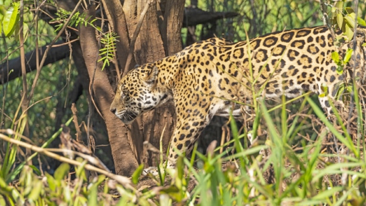 Leopard Attack In Bijnor: रेस्क्यू के दौरान तेंदुए ने रेंजर पर किया हमला, हालत
गंभीर