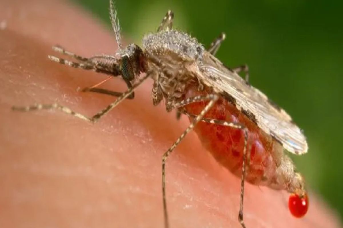 World Malaria Day 2024: मादा एनाफिलीज मच्छर से होता है मलेरिया, ऐसे करें बचाव