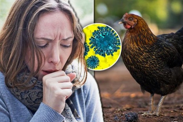 Symptoms of Bird Flu