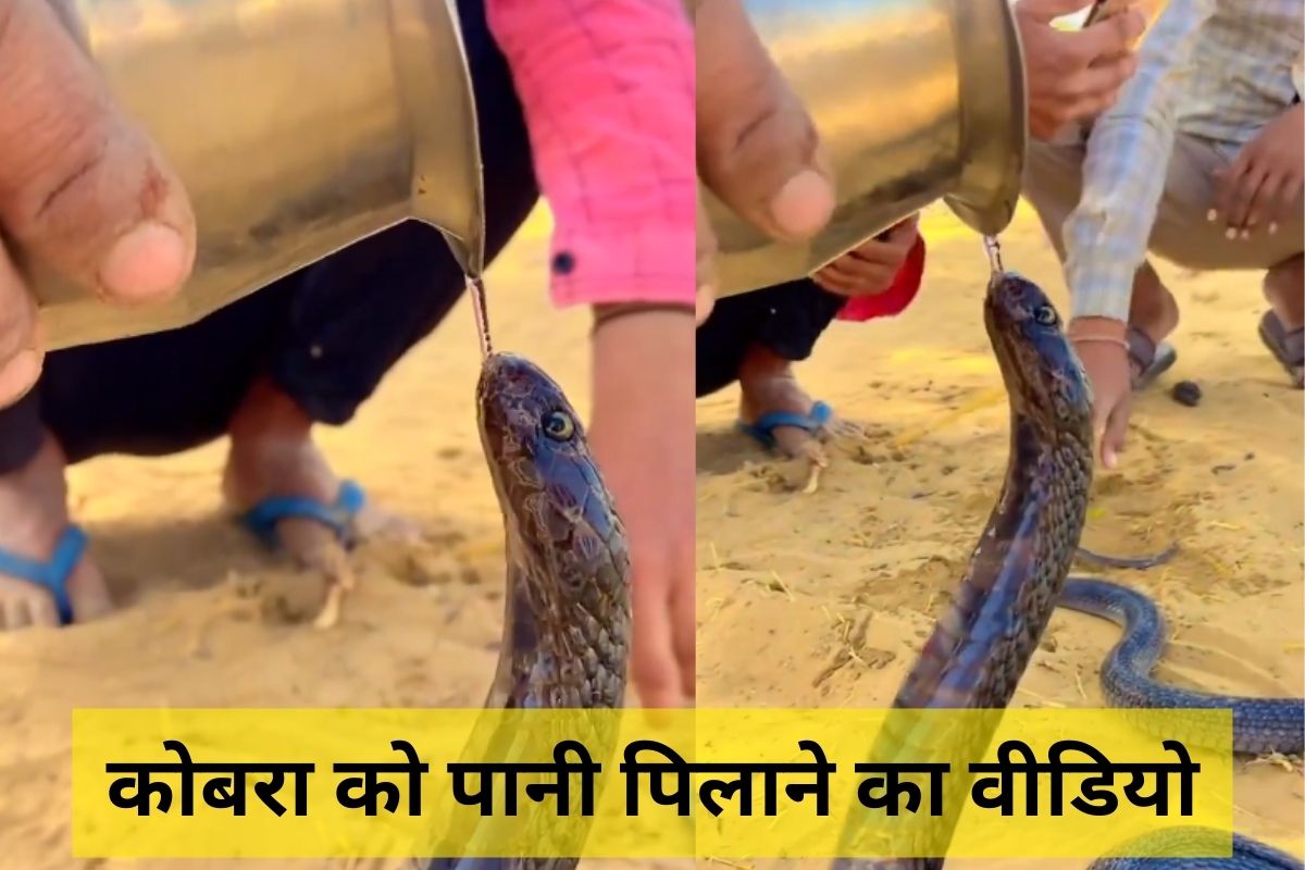 Viral Video : प्यासे कोबरा को पानी पिलाने का वीडियो वायरल, आप भी देखें