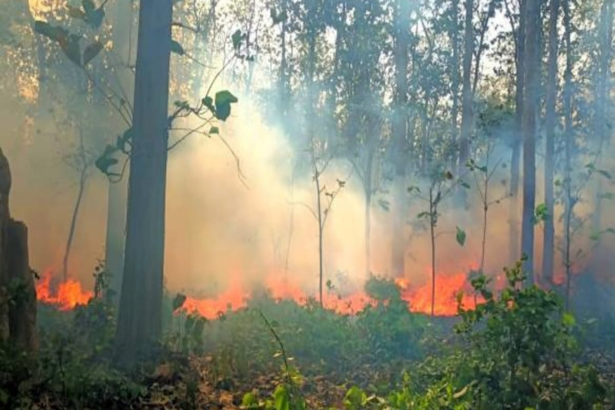 कतर्निया घाट के जंगल में लगी भीषण आग, दो दिनों से जल रहा जंगल, डब्लूटीआई की टीम
ने किया था अलर्ट
