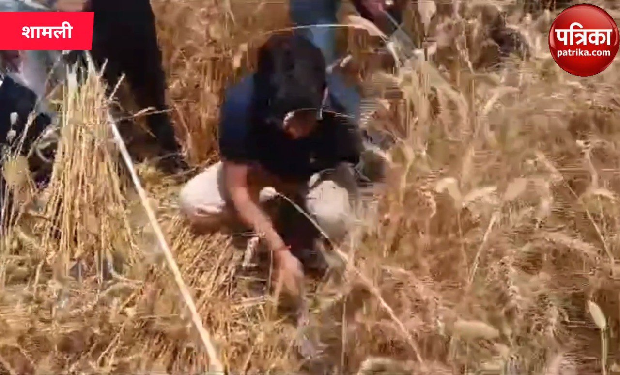 शामली में किसानों के साथ गेहूं काटते नजर आए एडीएम संतोष सिंह, सफाई देख भौचक्के
रह गए किसान - image