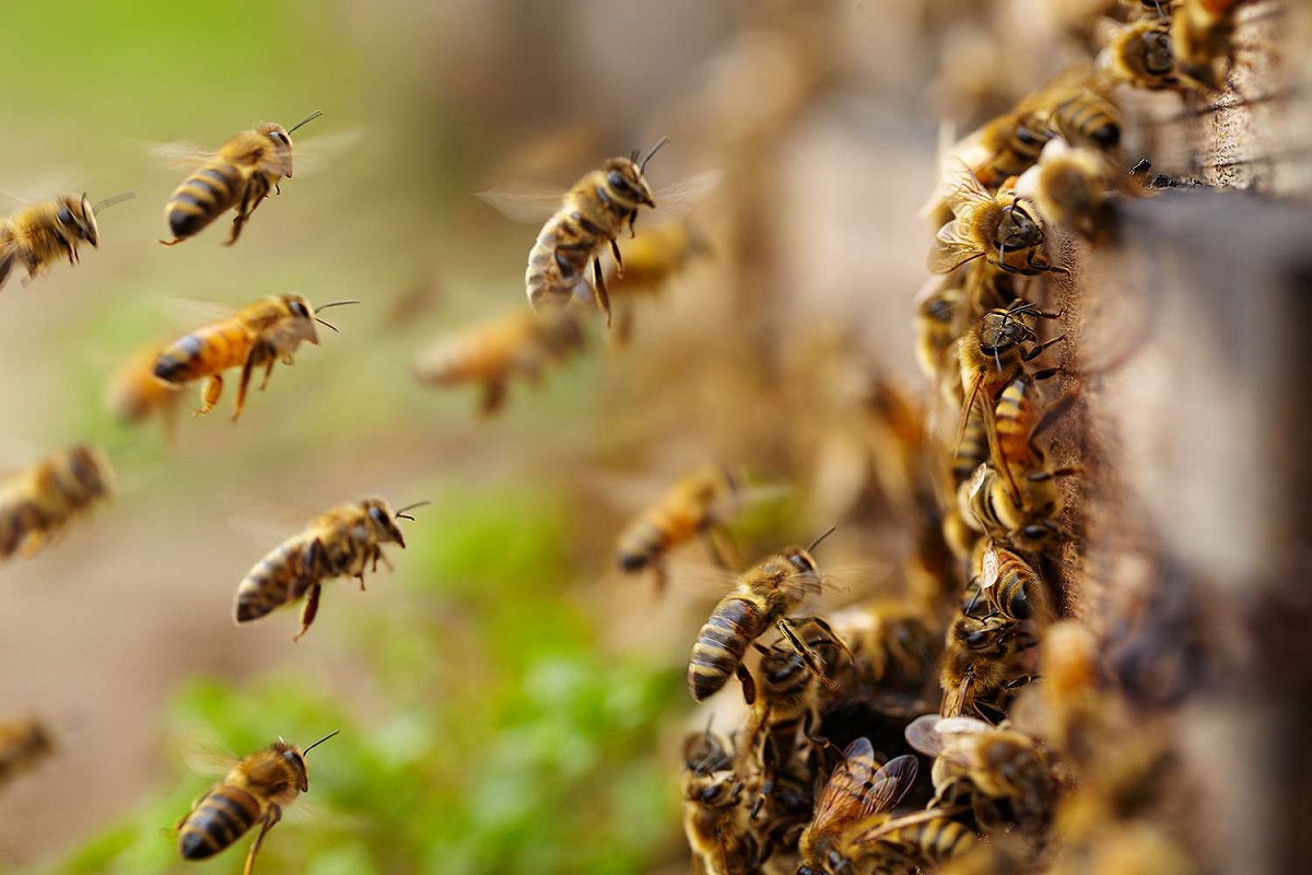 चुनावी ट्रेनिंग में शामिल होने जा रहे अधिकारीयों पर मधुमक्खियों ने किया अटैक, 20
घायल, 6 पहुंचे अस्पताल