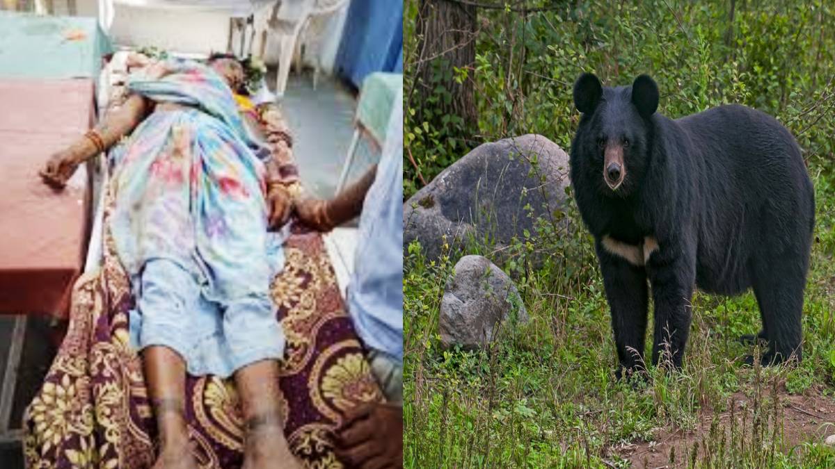 महुआ बीनते वक्त अचानक भालू ने किया हमला, महिला के सिर पर आई गंभीर चोटें, हुई मौत