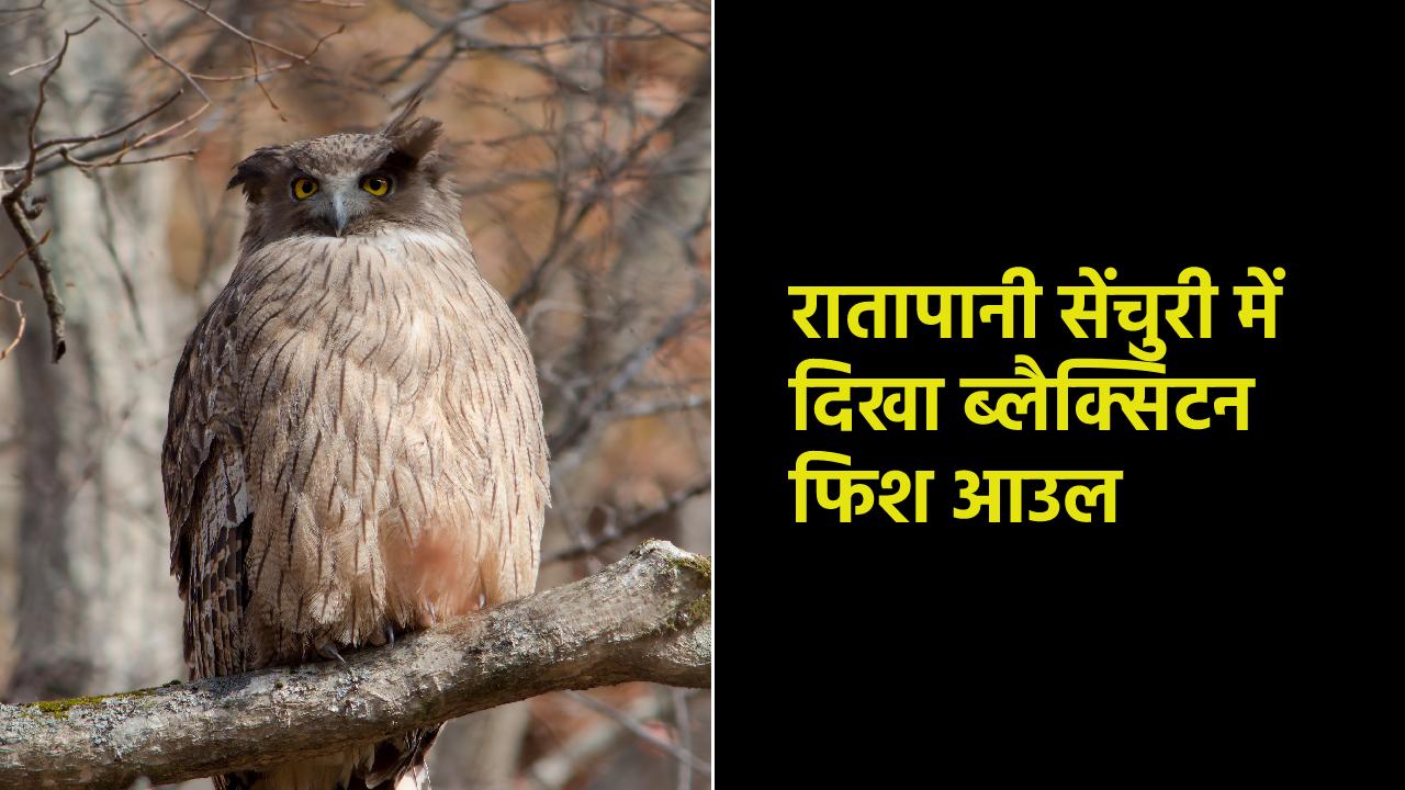 blakiston fish owl seen in ratapani sanctuary madhya pradesh india wild life and forest news