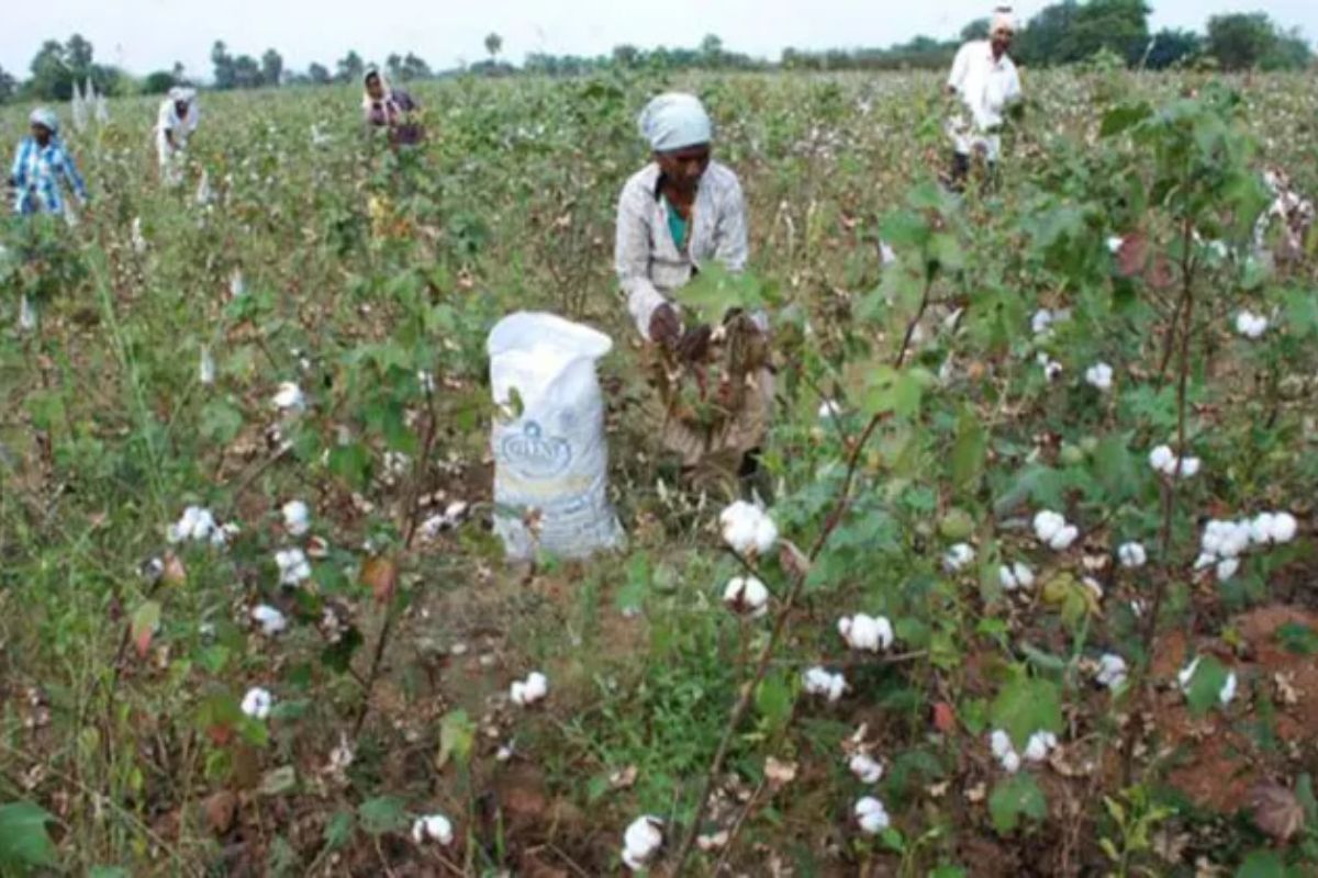 Rajasthan : कृषि आयुक्तालय ने बीटी कॉटन बीज बिक्री की अनुमति जारी की, ये है
मूल्य