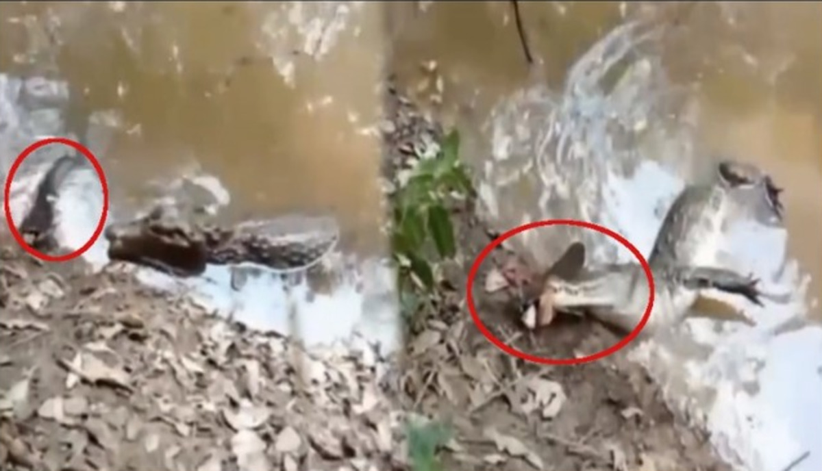 Trying to hunt eel fish goes wrong for crocodile
