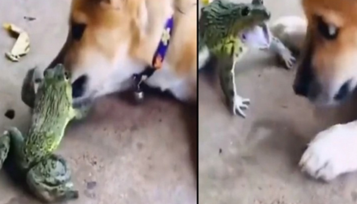 Dog and frog fight each-other